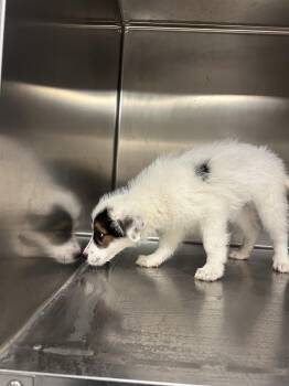 Australian Shepherd Dogs Available for Adoption - JJ | PetCurious