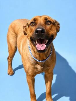BARBARA SHOP -  Mixed Breed Dog for Adoption in Jacksonville, Florida - BARBARA SHOP | PetCurious