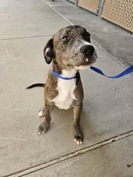 Catahoula Leopard Dog Dogs Available for Adoption in Boise, Idaho - Calvin | PetCurious