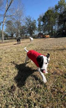 Terrier and Retriever Dogs Available for Adoption - Steve | PetCurious