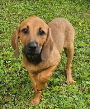 PUPPY HARPER -  Hound and Labrador Retriever Dog for Adoption in Franklin, Tennessee - PUPPY HARPER | PetCurious