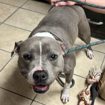 Pit Bull Terrier Dogs Available for Adoption in Newport, North Carolina - Annika | PetCurious