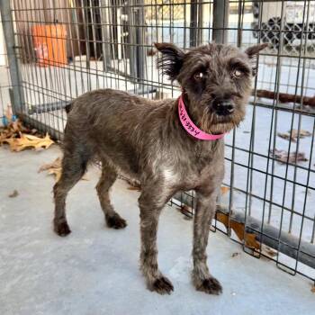 Schnauzer Dogs Available for Adoption - Brandy - Missouri MR26-308 | PetCurious