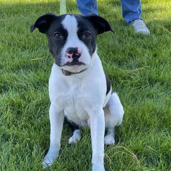 Dax -  Boston Terrier Dog for Adoption in Pasco, Washington - Dax | PetCurious