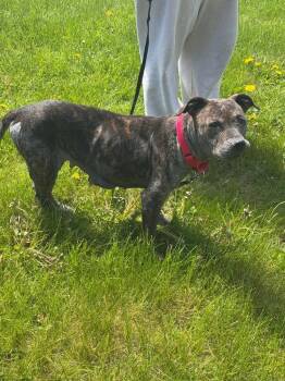 Nora -  Pit Bull Terrier Dog Available for Adoption in Plymouth, Connecticut - Nora | PetCurious