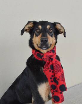 Labrador Retriever and Border Collie Dogs Available for Adoption - Wave | PetCurious