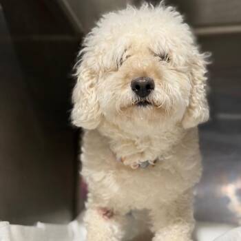 Daisy -  Maltese and Mixed Breed Dog for Adoption in Fort Smith, Arkansas - Daisy | PetCurious