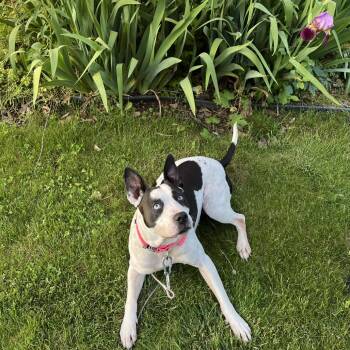 Iris -  Pit Bull Terrier Dog for Adoption in Bristol, Indiana - Iris | PetCurious