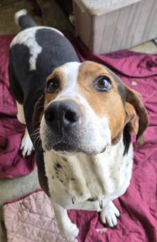 Rescue Treeing Walker Coonhound Dogs for Adoption in Saint Clairsville, Ohio - Buford | PetCurious