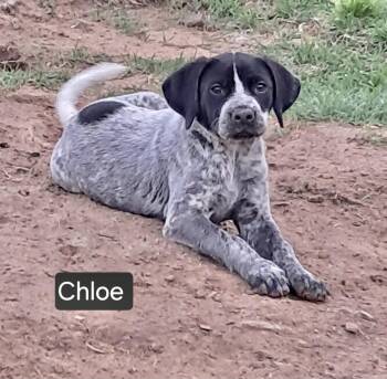 Catahoula Leopard Dog Dogs Available for Adoption in Manchester, Connecticut - Chloe | PetCurious