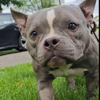 American Bully Dogs Available for Adoption in Huber Heights, Ohio - Josee | PetCurious