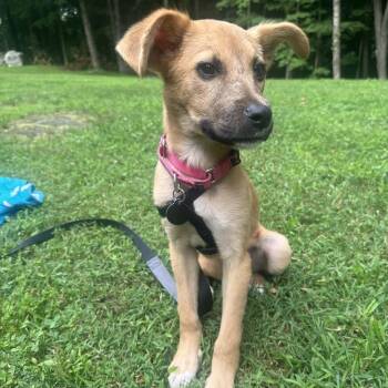 Cashew -  Hound Dog for Adoption in Chatham, New Jersey - Cashew | PetCurious