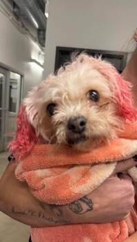 Maltese and Mixed Breed Dogs Available for Adoption in Fremont, Ohio - Pinkey | PetCurious