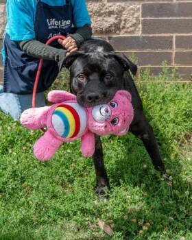 Angelo -  Mixed Breed Dog for Adoption in Chamblee, Georgia - Angelo | PetCurious