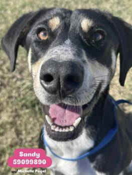 Rescue Shepherd and Labrador Retriever Dogs for Adoption in Bethel, Vermont - Sandy | PetCurious