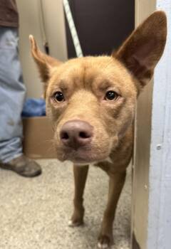 Husky and Mixed Breed Dogs Available for Adoption - Maisy | PetCurious