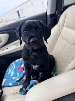 In Foster Adoption Pending - Big Mac -  Mixed Breed Dog Available for Adoption in Snyder, Texas - In Foster Adoption Pending - Big Mac | PetCurious