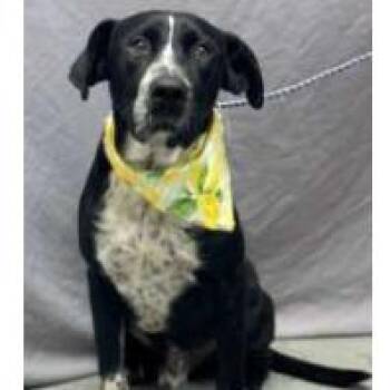 Bucky -  Pointer and Mixed Breed Dog for Adoption in Wilmington, Delaware - Bucky | PetCurious