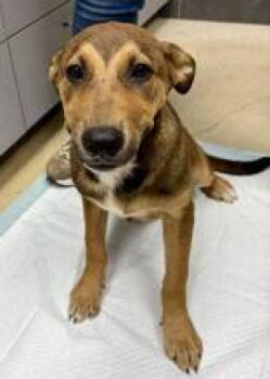 Moseby -  Shepherd Dog Available for Adoption in La Grange, Texas - Moseby | PetCurious