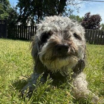 Maltese and Poodle Dogs Available for Adoption in Madison, Wisconsin - Lewis (bonded With Jupiter) | PetCurious
