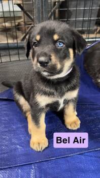 Rescue German Shepherd Dog and Siberian Husky Dogs for Adoption in York, Pennsylvania - Bel Air | PetCurious