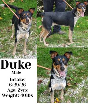 Duke -  Australian Cattle Dog Blue Heeler Dog for Adoption in Staffordsville, Kentucky - Duke | PetCurious