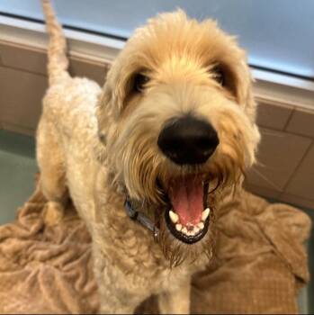Muppet Man -  Poodle and Terrier Dog for Adoption in Bloomfield, Connecticut - Muppet Man | PetCurious