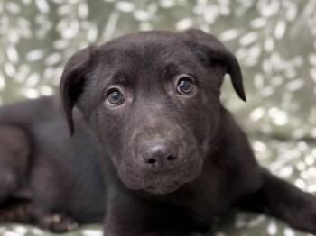 Labrador Retriever Dogs Available for Adoption - Redbull | PetCurious