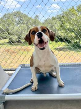 Dustin -  Beagle and Boxer Dog for Adoption in Canyon Lake, Texas - Dustin | PetCurious