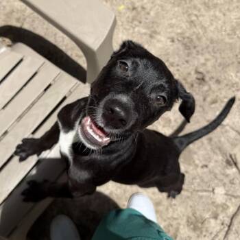 Frack 28654 -  Mixed Breed Dog for Adoption in Middleburg, Florida - Frack 28654 | PetCurious