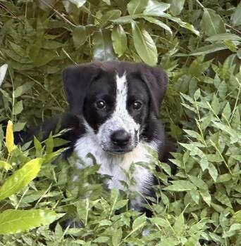 Milly -  Labrador Retriever and Pointer Dog for Adoption in Clearwater, Florida - Milly | PetCurious