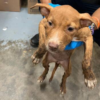 Happy -  Mixed Breed Dog for Adoption in Tampa, Florida - Happy | PetCurious