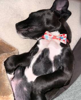 Hound Dogs Available for Adoption in Hortense, Georgia - Polly | PetCurious