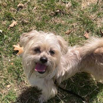 Yorkshire Terrier Dogs Available for Adoption in Methuen, Massachusetts - MEEKO | PetCurious
