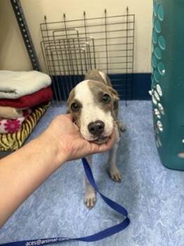 Marco -  Mixed Breed Dog for Adoption in Charleston, South Carolina - Marco | PetCurious