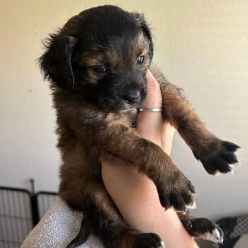 Violet -  Mixed Breed Dog for Adoption in Bentonville, Arkansas - Violet | PetCurious