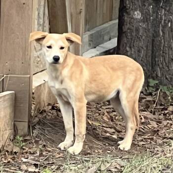 Retriever Dogs Available for Adoption - Buddy The Elf | PetCurious