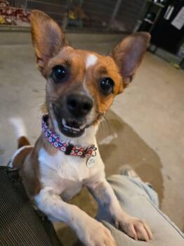 Dorothy -  Chihuahua Dog for Adoption in Phoenix, Arizona - Dorothy | PetCurious
