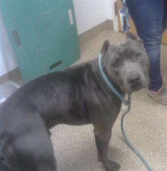 Pit Bull Terrier and Mixed Breed Dogs Available for Adoption in Albuquerque, New Mexico - SEALS | PetCurious
