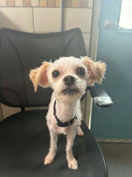 Giggles -  Maltese Dog for Adoption in Phoenix, Arizona - Giggles | PetCurious