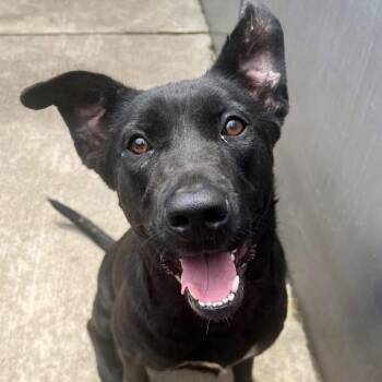 Congee -  Black Labrador Retriever and Mixed Breed Dog for Adoption in La Grange, Kentucky - Congee | PetCurious