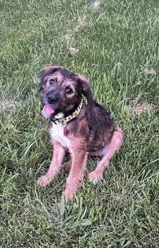 Cookie -  Mixed Breed Dog for Adoption in Wyoming, Michigan - Cookie | PetCurious