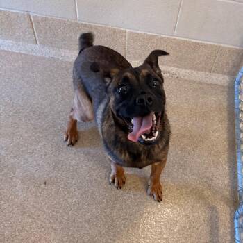 Waylon -  Mixed Breed Dog for Adoption in Bristol, Indiana - Waylon | PetCurious