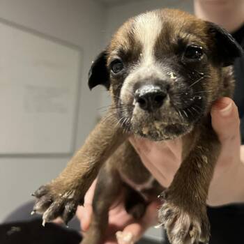 Gouda -  Shepherd and Pit Bull Terrier Dog for Adoption in East St. Louis, Illinois - Gouda | PetCurious