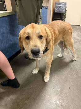 Rescue Labrador Retriever Dogs for Adoption in Rockwall, Texas - Found Stray: Leroy | PetCurious