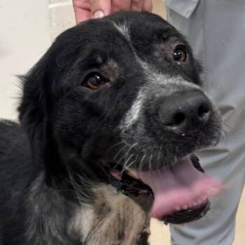Londyn -  Border Collie Dog for Adoption in Pine Bluff, Arkansas - Londyn | PetCurious