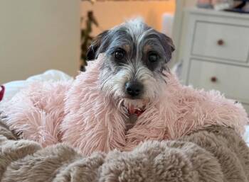 Terrier Dogs Available for Adoption - Beth | PetCurious