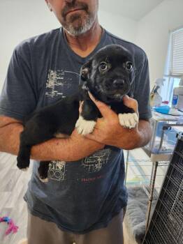 Corgi and Pug Dogs Available for Adoption in Windsor, California - Prince Archie | PetCurious