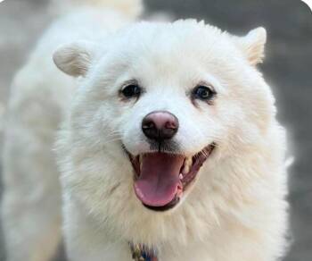 Vita -  Jindo and Spitz Dog for Adoption in San Ramon, California - Vita | PetCurious