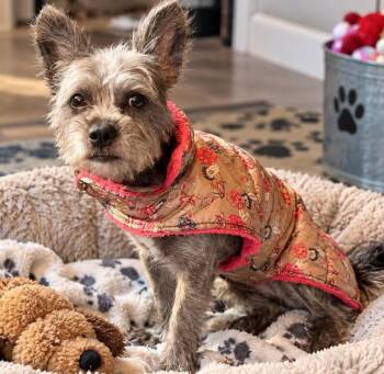 Cresent in TX -  Terrier Dog for Adoption in Cranston, Rhode Island - Cresent In TX | PetCurious